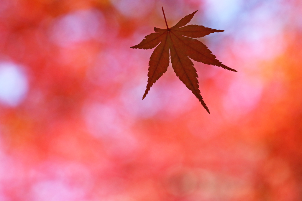 2014 紅葉 ⑦