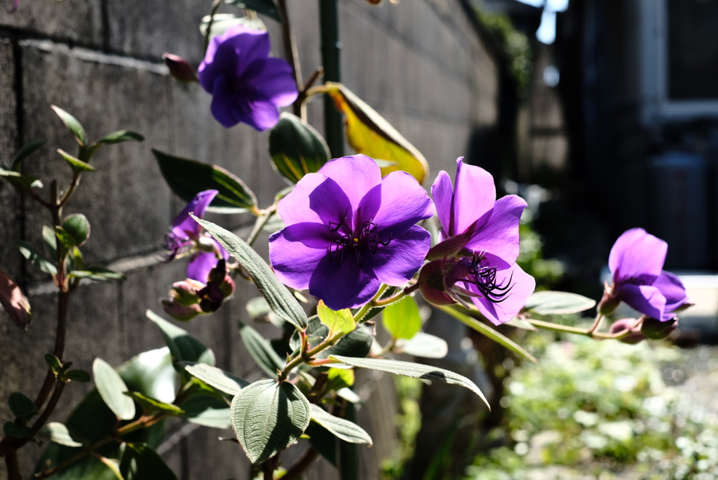 purple