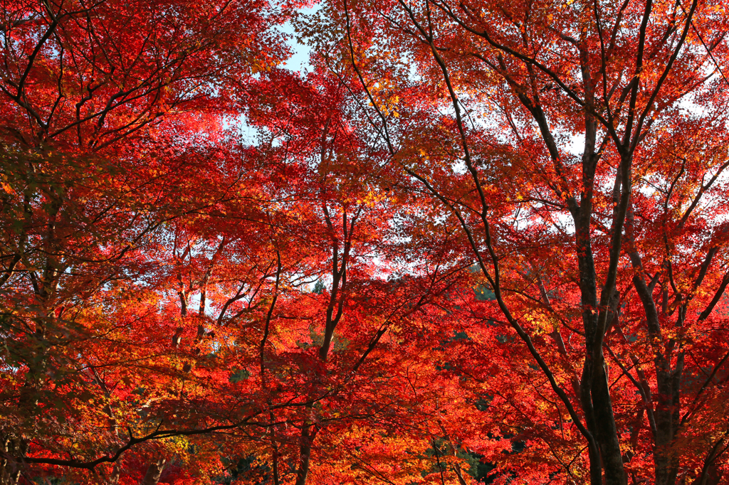 2014 紅葉①