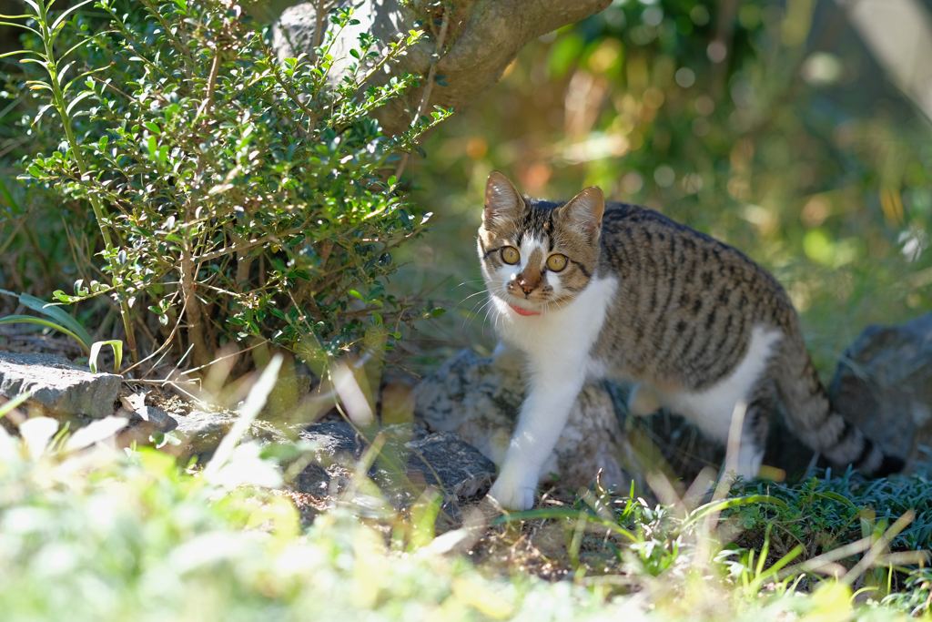 愛猫ナツ　庭の冒険