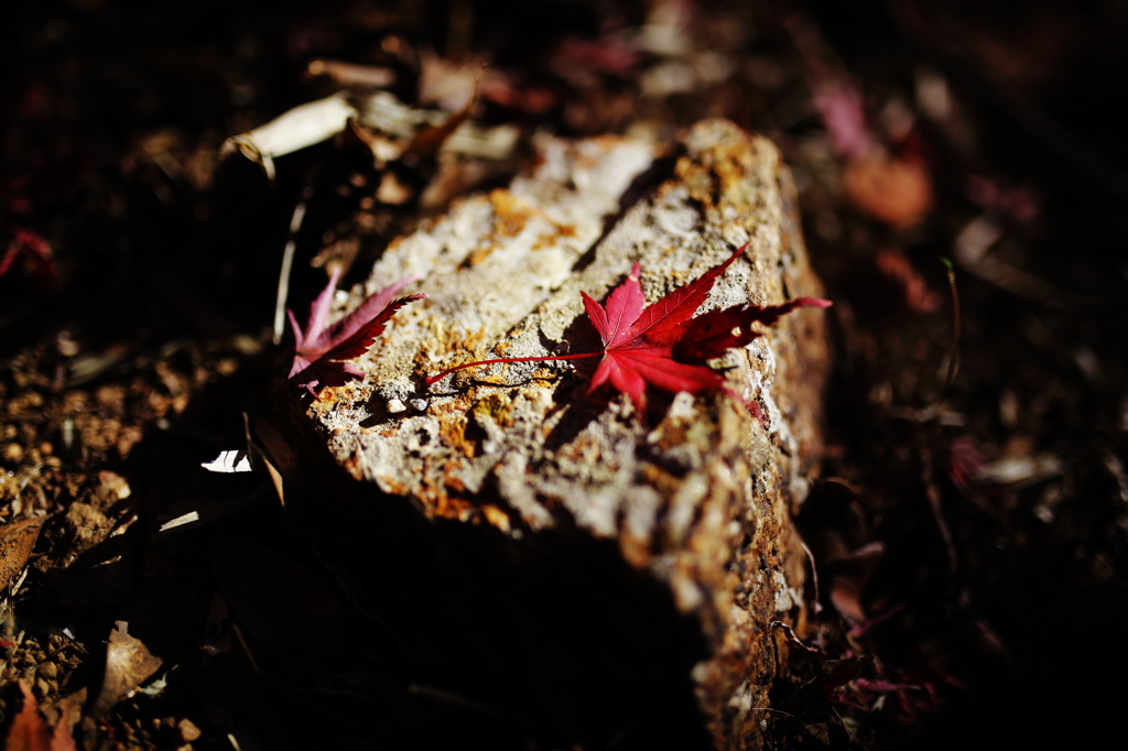 2014 紅葉 ④