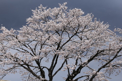 冬桜