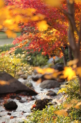 小川の紅葉