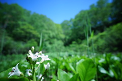 ブナ森の世界