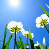 花の世界