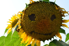 ひまわり