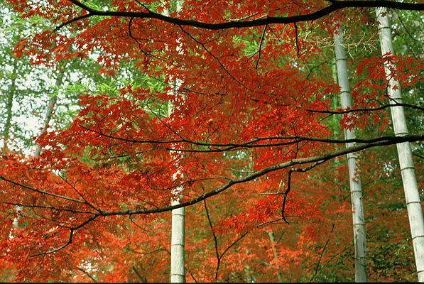 紅葉