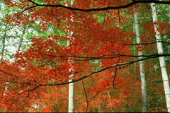 紅葉