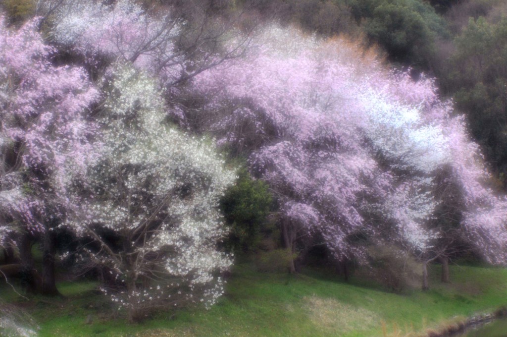 DSC_8861ソフトな桜