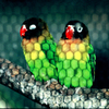 かごの鳥