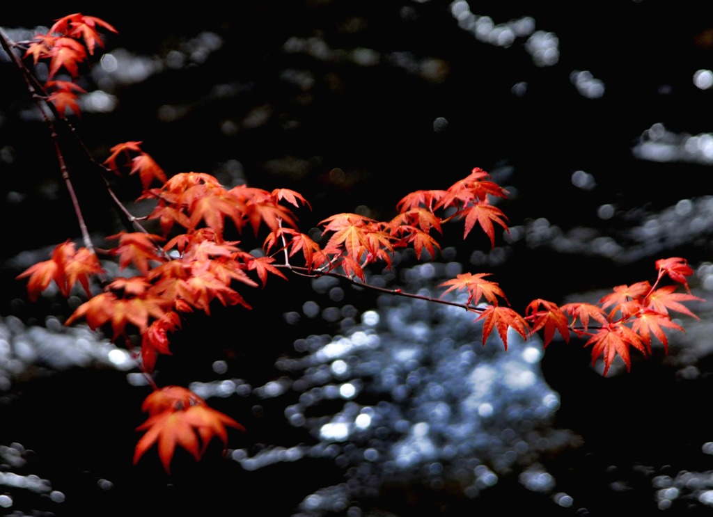芽生え