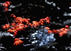 芽生え