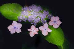 紫陽花