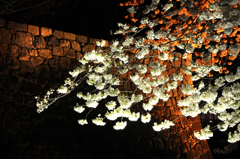 城の夜桜