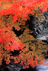 紅葉