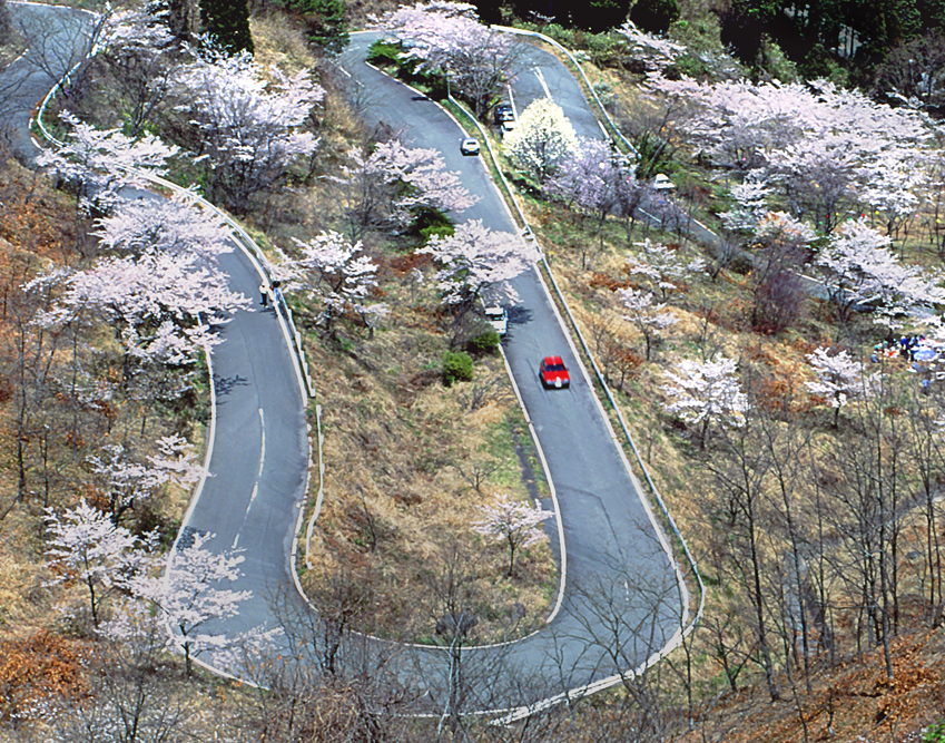 高森千本桜
