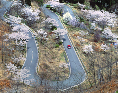 高森千本桜