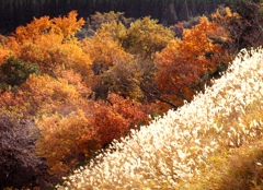 紅葉
