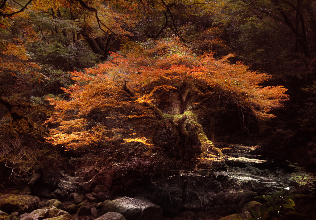 老木の紅葉