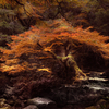 老木の紅葉