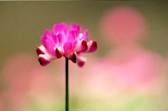 蓮華草