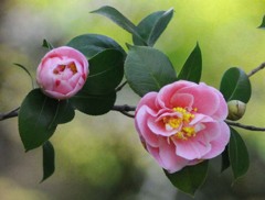 山茶花