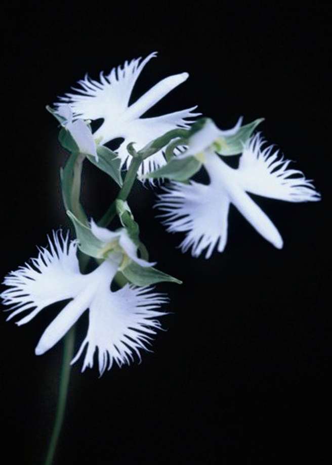 さぎ草