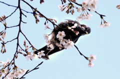 桜咲く