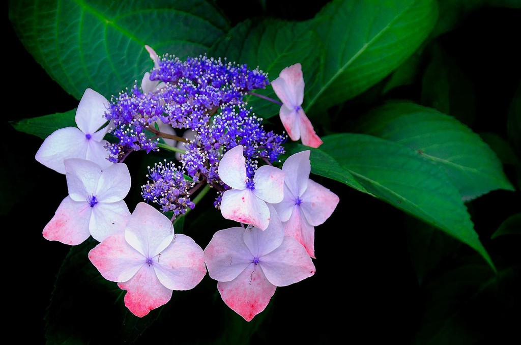 紫陽花