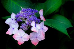 紫陽花
