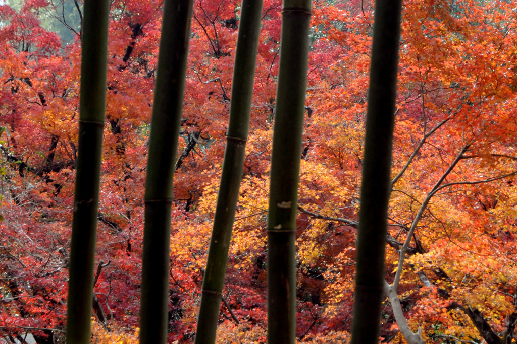 紅葉