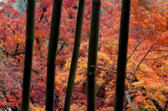 紅葉