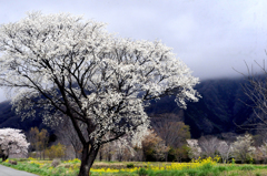 桜のある風景