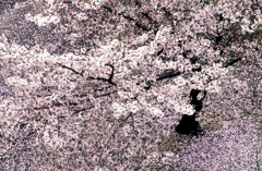 惜春