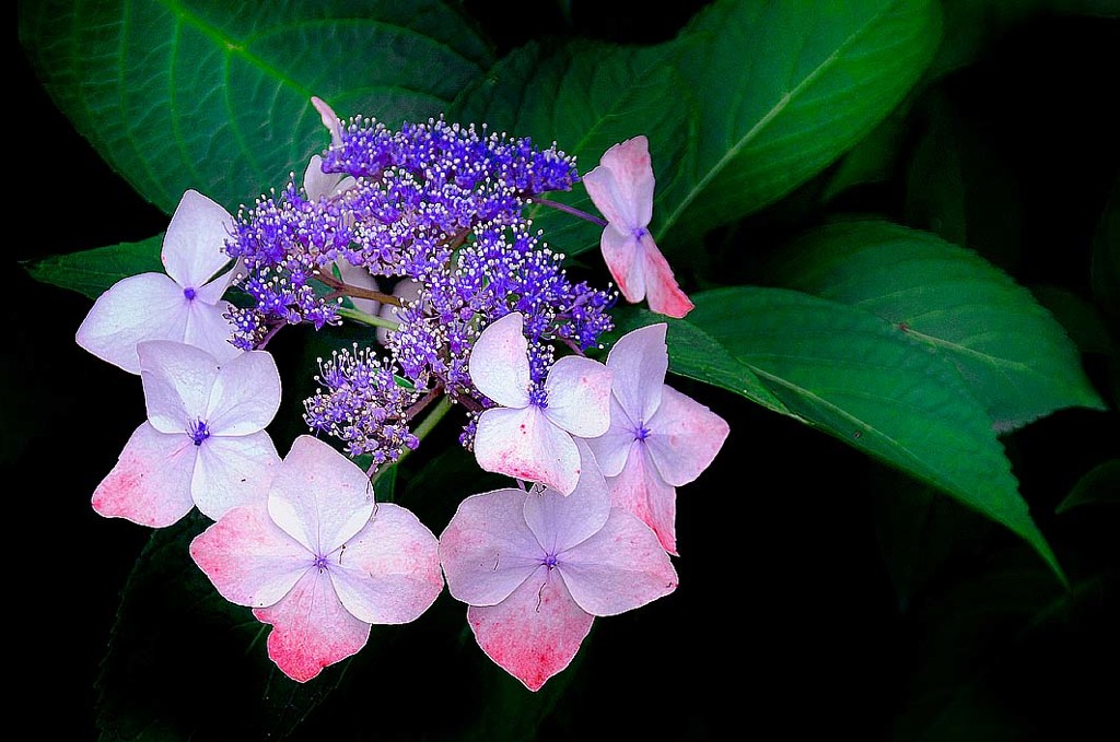 紫陽花