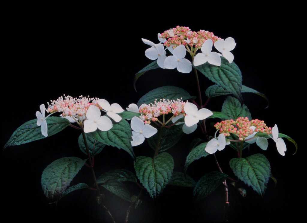 紫陽花