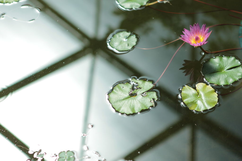 水辺に浮かぶ華