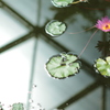 水辺に浮かぶ華