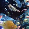 金魚の灯
