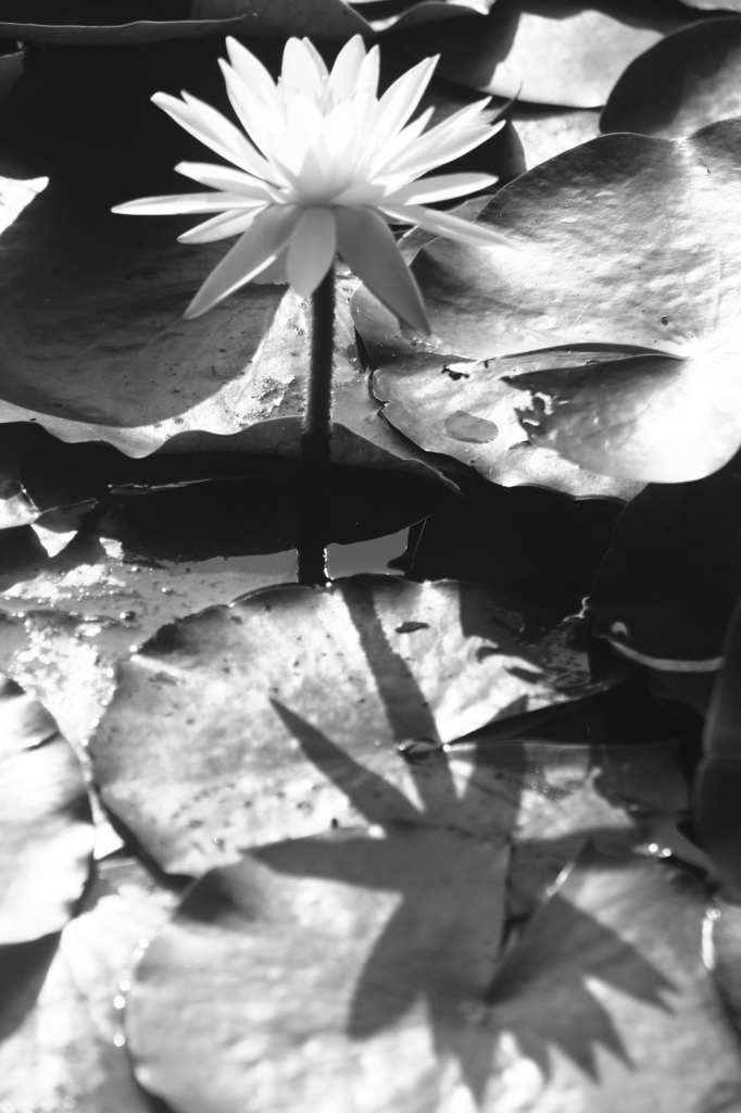 睡蓮と影Water lily