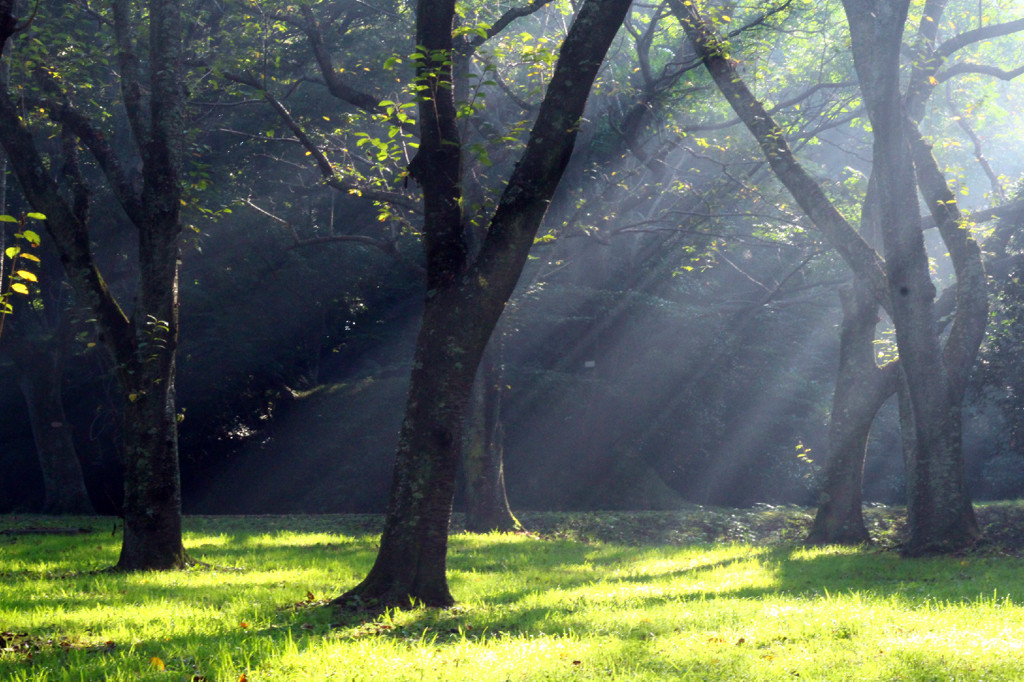 rays of light