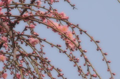 枝垂れ梅　紅梅