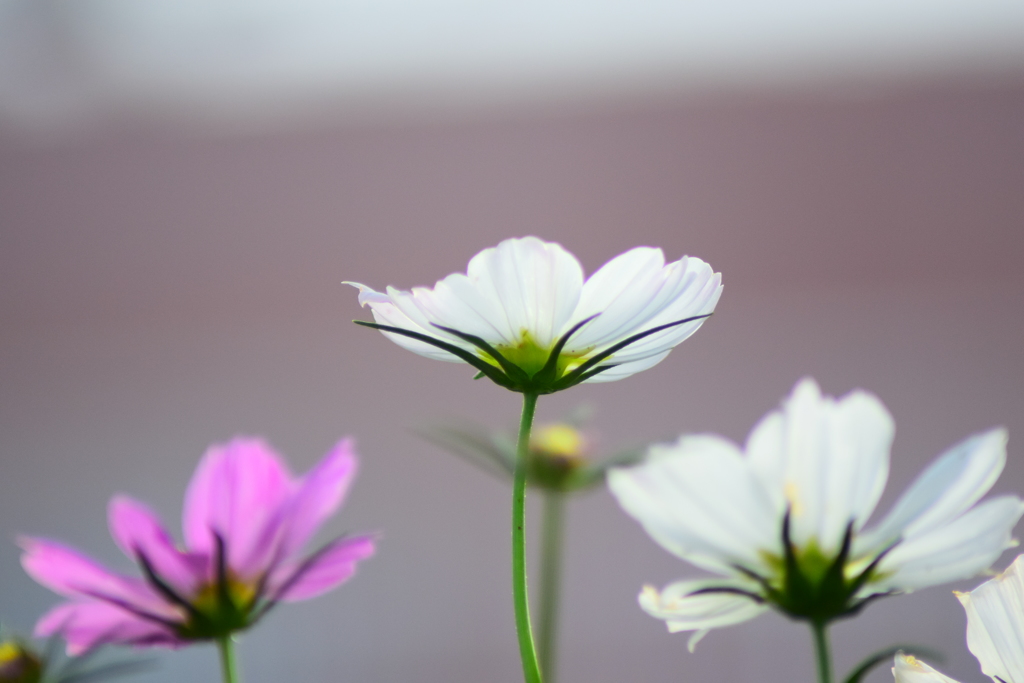 コスモス