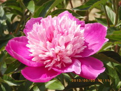 img_591436_17688460_1