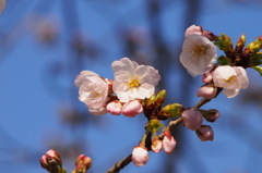 春の訪れ　3
