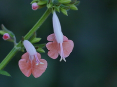P1060465