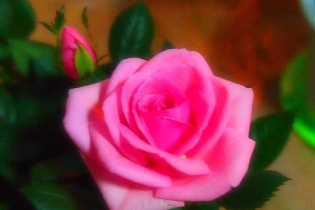 ミニバラのテスト撮り