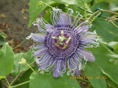 鶴見緑地公園にて
