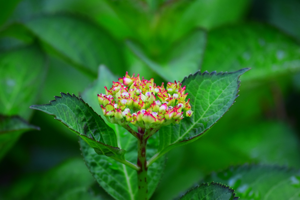 紫陽花　1