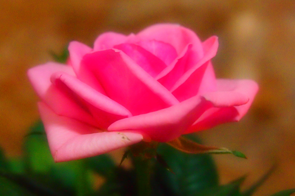 ミニバラのテスト撮り